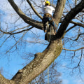 Boosting Hardscaping Durability Through Professional Tree Care In Louisville, KY