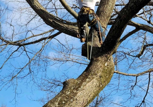 Boosting Hardscaping Durability Through Professional Tree Care In Louisville, KY