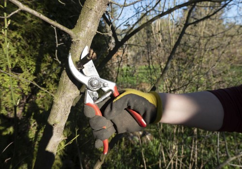 From Trees To Terraces: How Tree Removal Estimates In Portland, Oregon Can Enhance Your Hardscaping